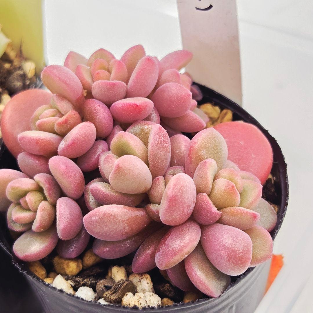 みー❀✼❅様追加2苗㊴大量苗❣️リンダ❣️スプワンプロリ❣️くもも❣️メイプル