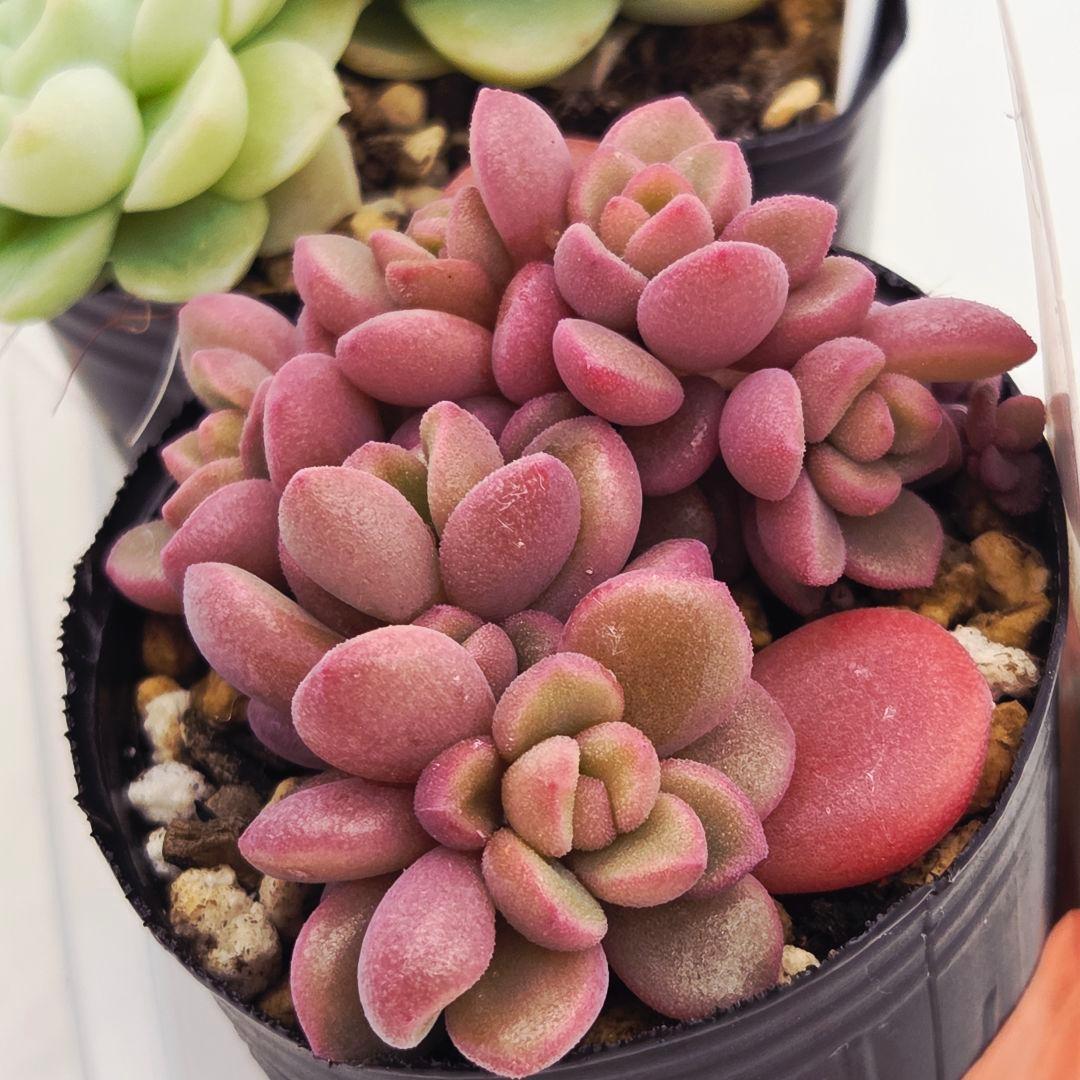 みー❀✼❅様追加2苗㊴大量苗❣️リンダ❣️スプワンプロリ❣️くもも❣️メイプル