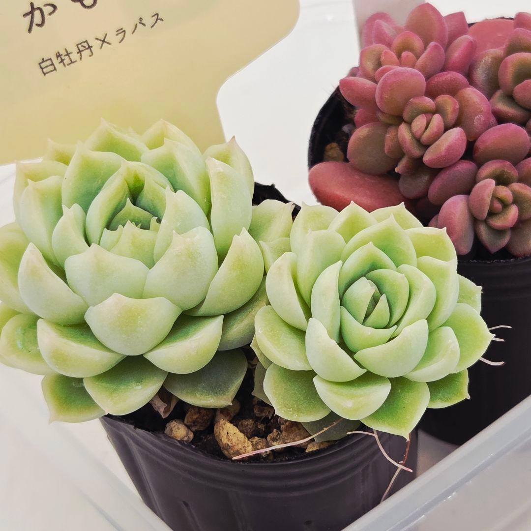 みー❀✼❅様追加2苗㊴大量苗❣️リンダ❣️スプワンプロリ❣️くもも❣️メイプル