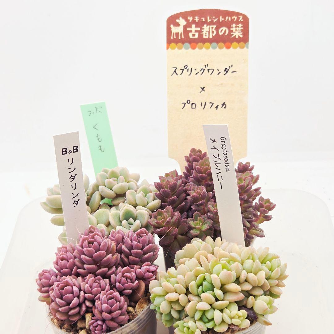 みー❀✼❅様追加2苗㊴大量苗❣️リンダ❣️スプワンプロリ❣️くもも❣️メイプル