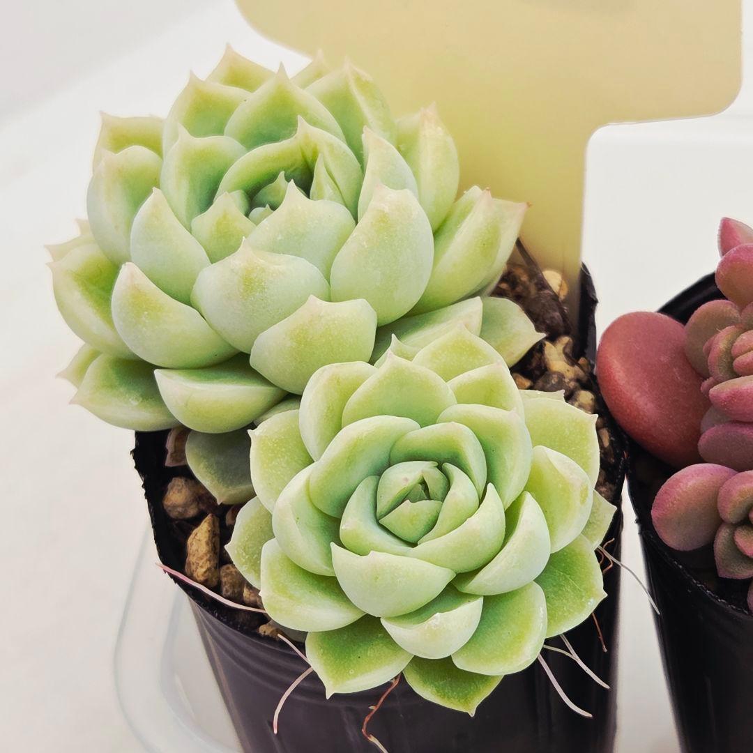 みー❀✼❅様追加2苗㊴大量苗❣️リンダ❣️スプワンプロリ❣️くもも❣️メイプル