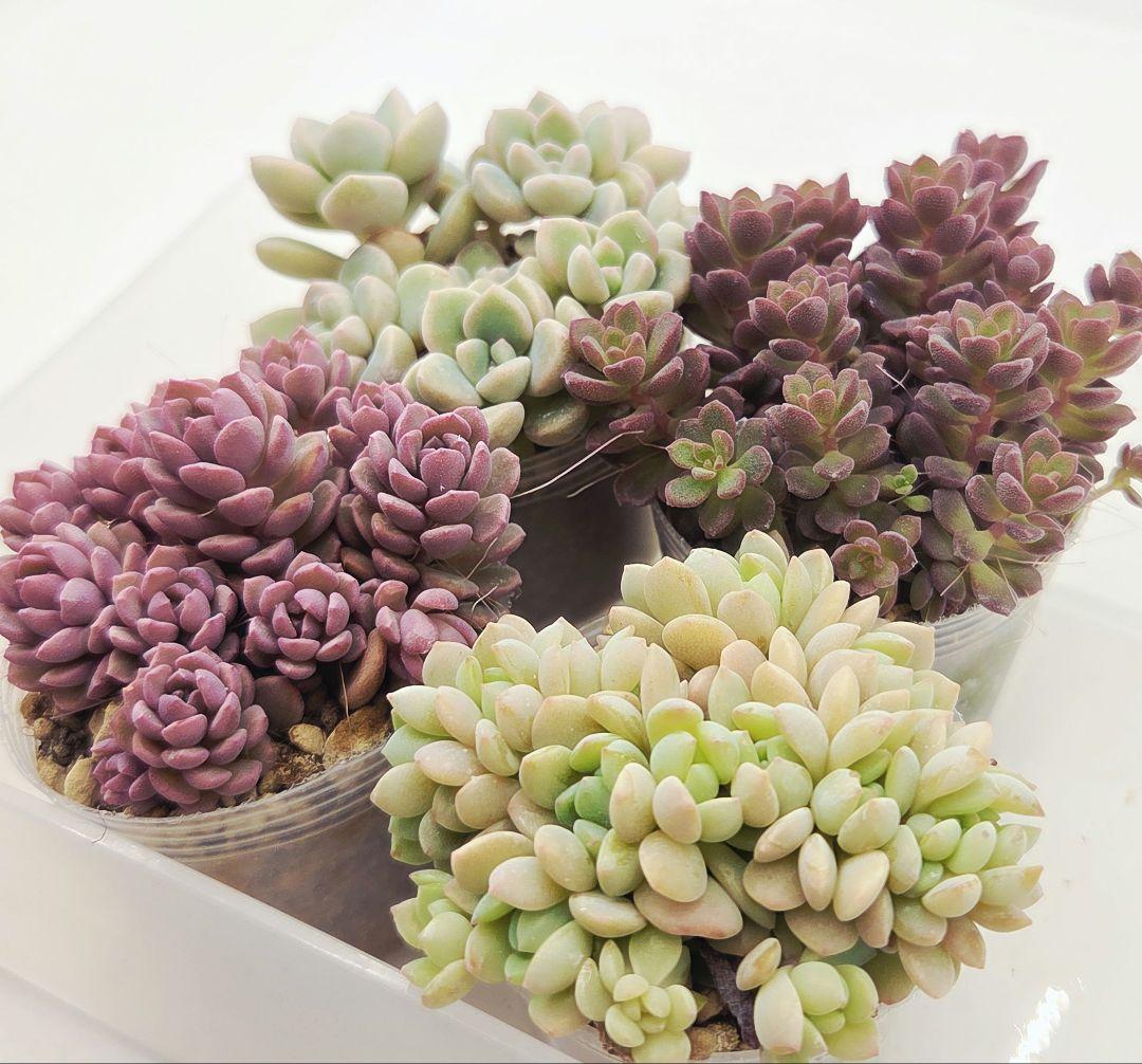 みー❀✼❅様追加2苗㊴大量苗❣️リンダ❣️スプワンプロリ❣️くもも❣️メイプル