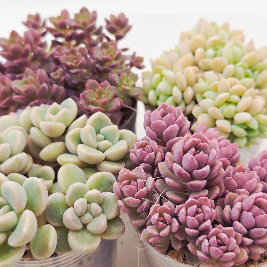 みー❀✼❅様追加2苗㊴大量苗❣️リンダ❣️スプワンプロリ❣️くもも❣️メイプル