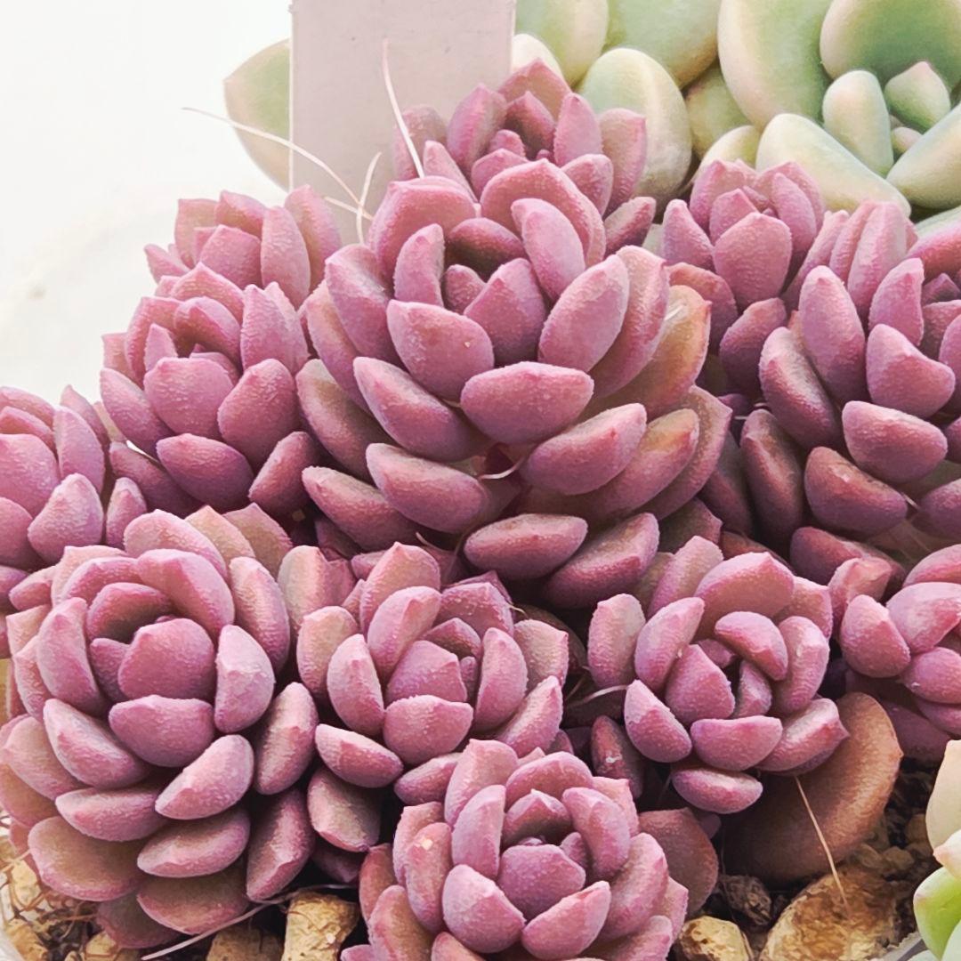 みー❀✼❅様追加2苗㊴大量苗❣️リンダ❣️スプワンプロリ❣️くもも❣️メイプル