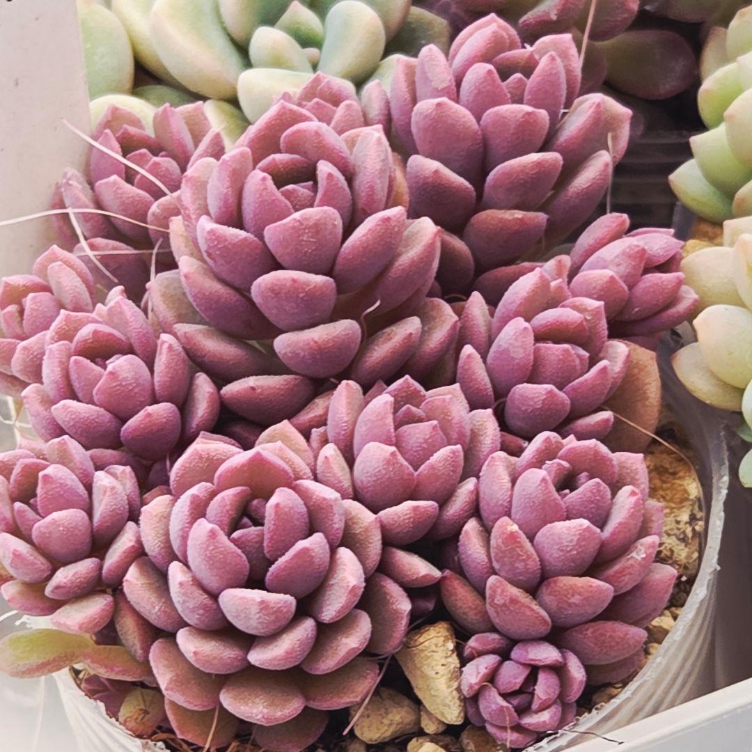 みー❀✼❅様追加2苗㊴大量苗❣️リンダ❣️スプワンプロリ❣️くもも❣️メイプル