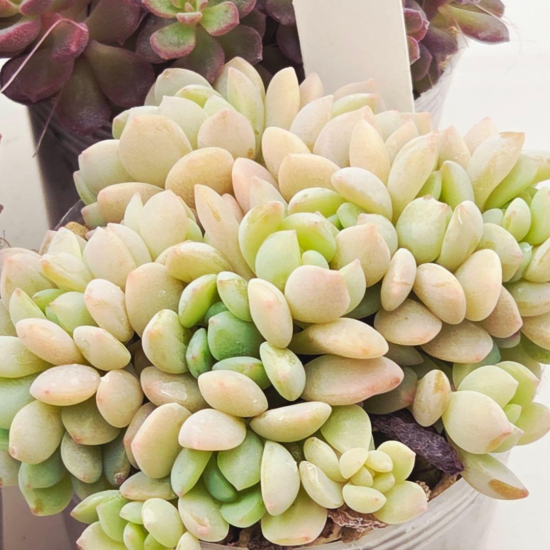 みー❀✼❅様追加2苗㊴大量苗❣️リンダ❣️スプワンプロリ❣️くもも❣️メイプル