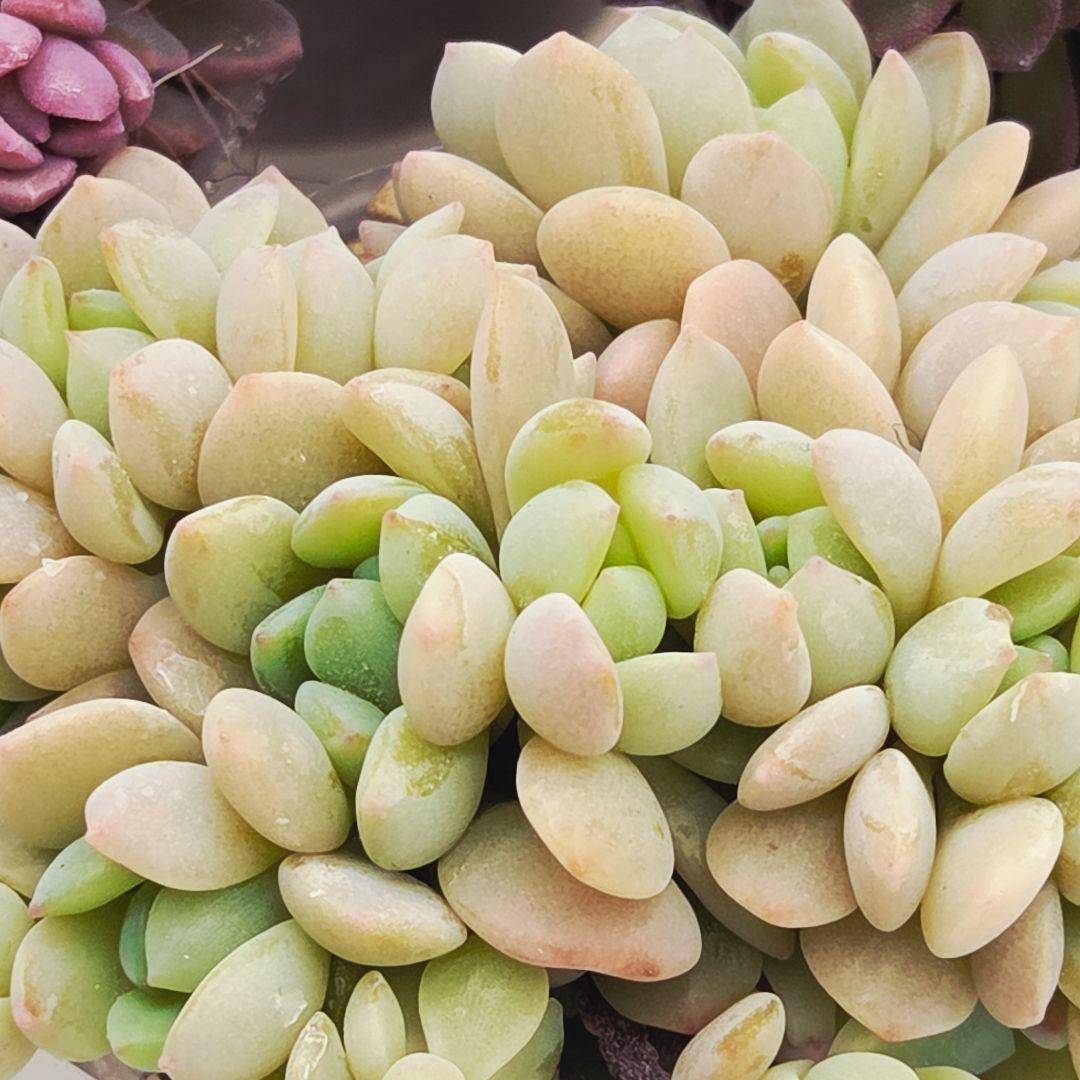 みー❀✼❅様追加2苗㊴大量苗❣️リンダ❣️スプワンプロリ❣️くもも❣️メイプル