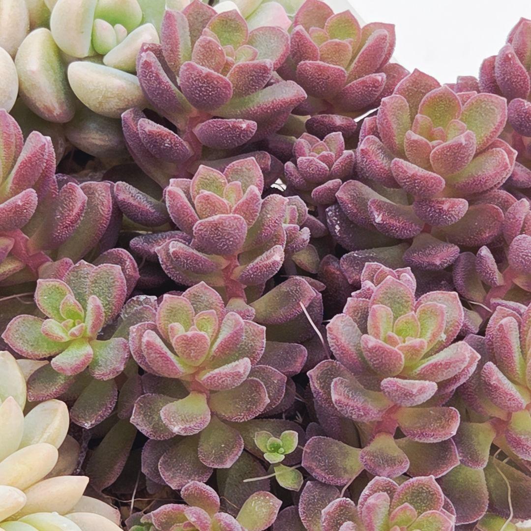 みー❀✼❅様追加2苗㊴大量苗❣️リンダ❣️スプワンプロリ❣️くもも❣️メイプル