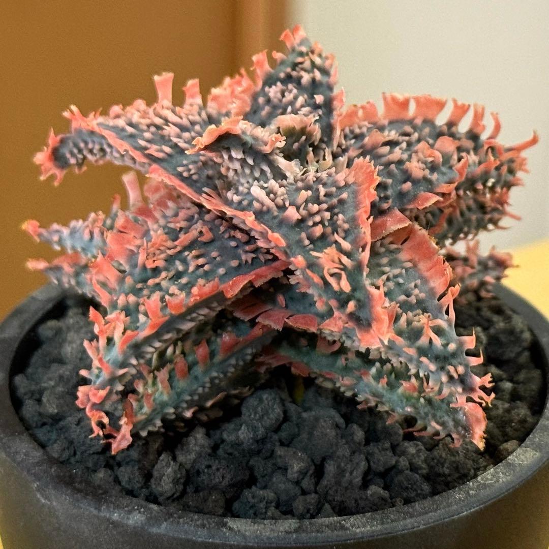 アロエハイブリッド苗