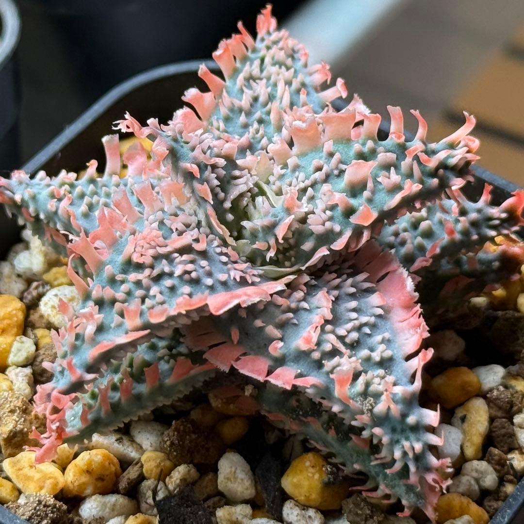 アロエハイブリッド苗