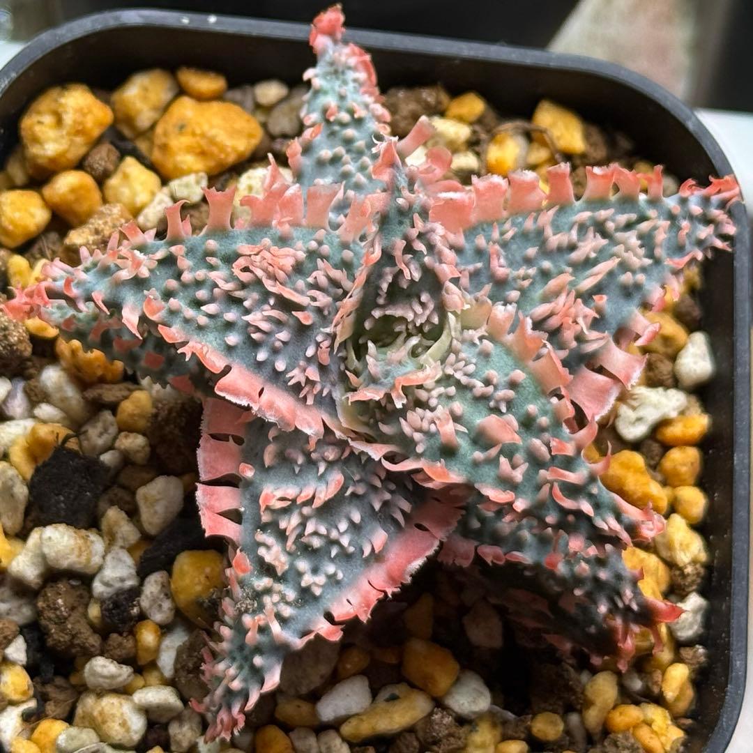 アロエハイブリッド苗