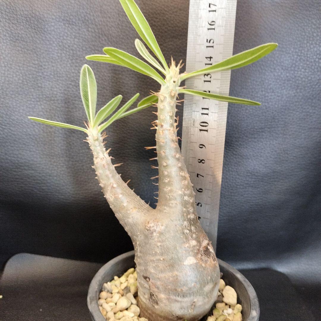 ト*ム様 パキポディウム　グラキリス