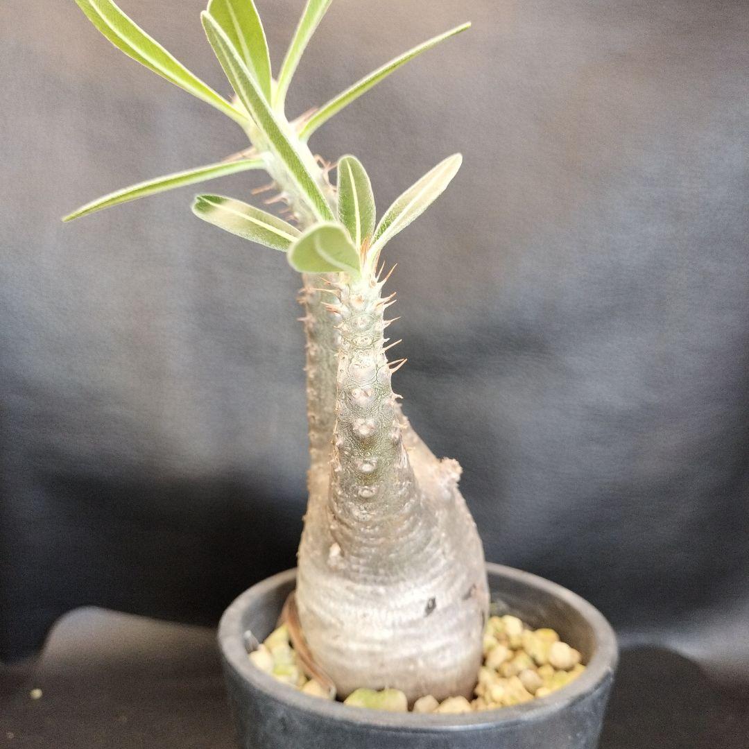 ト*ム様 パキポディウム　グラキリス