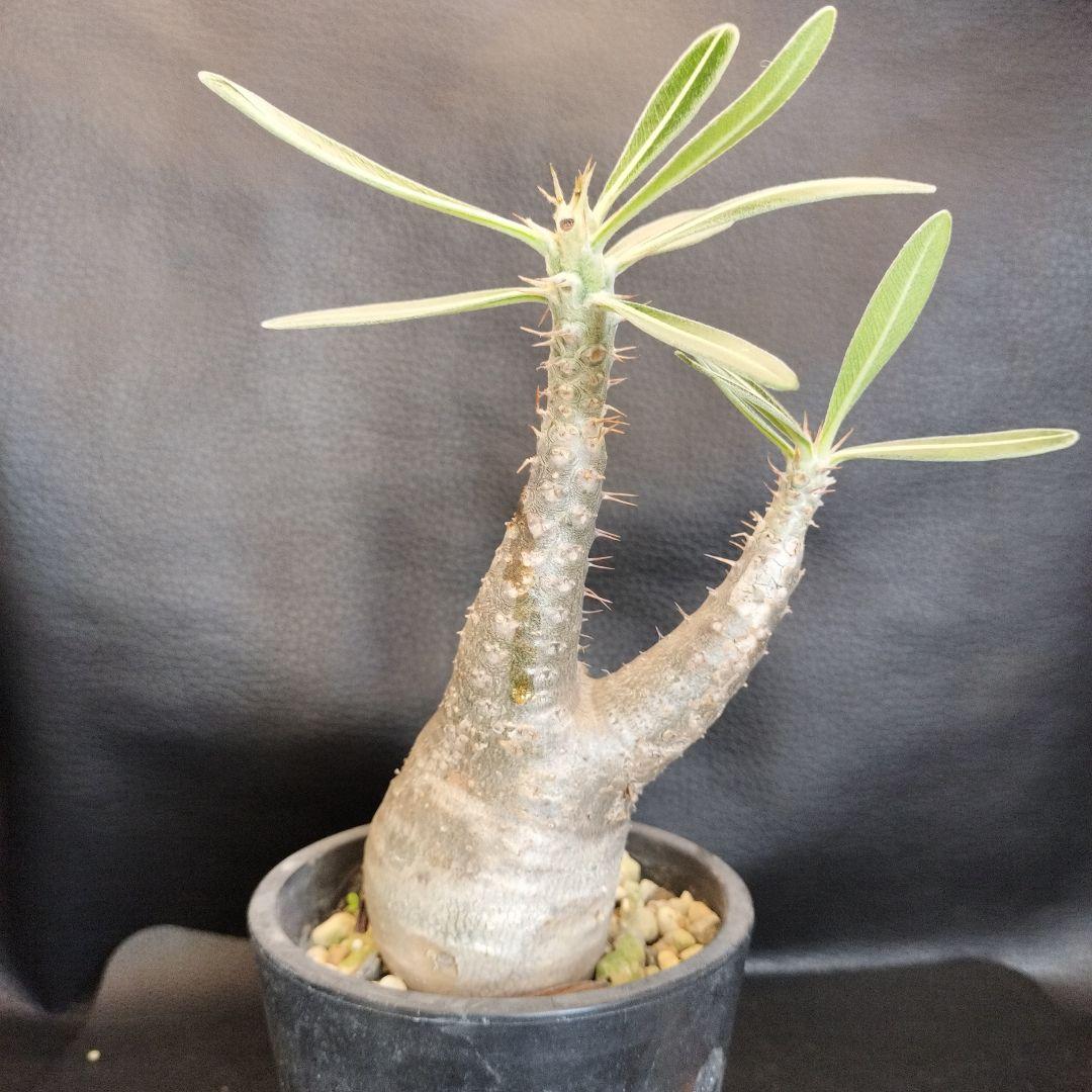 ト*ム様 パキポディウム　グラキリス