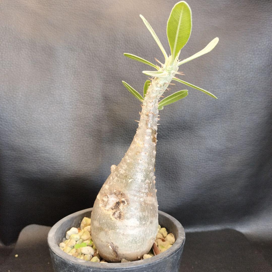 ト*ム様 パキポディウム　グラキリス