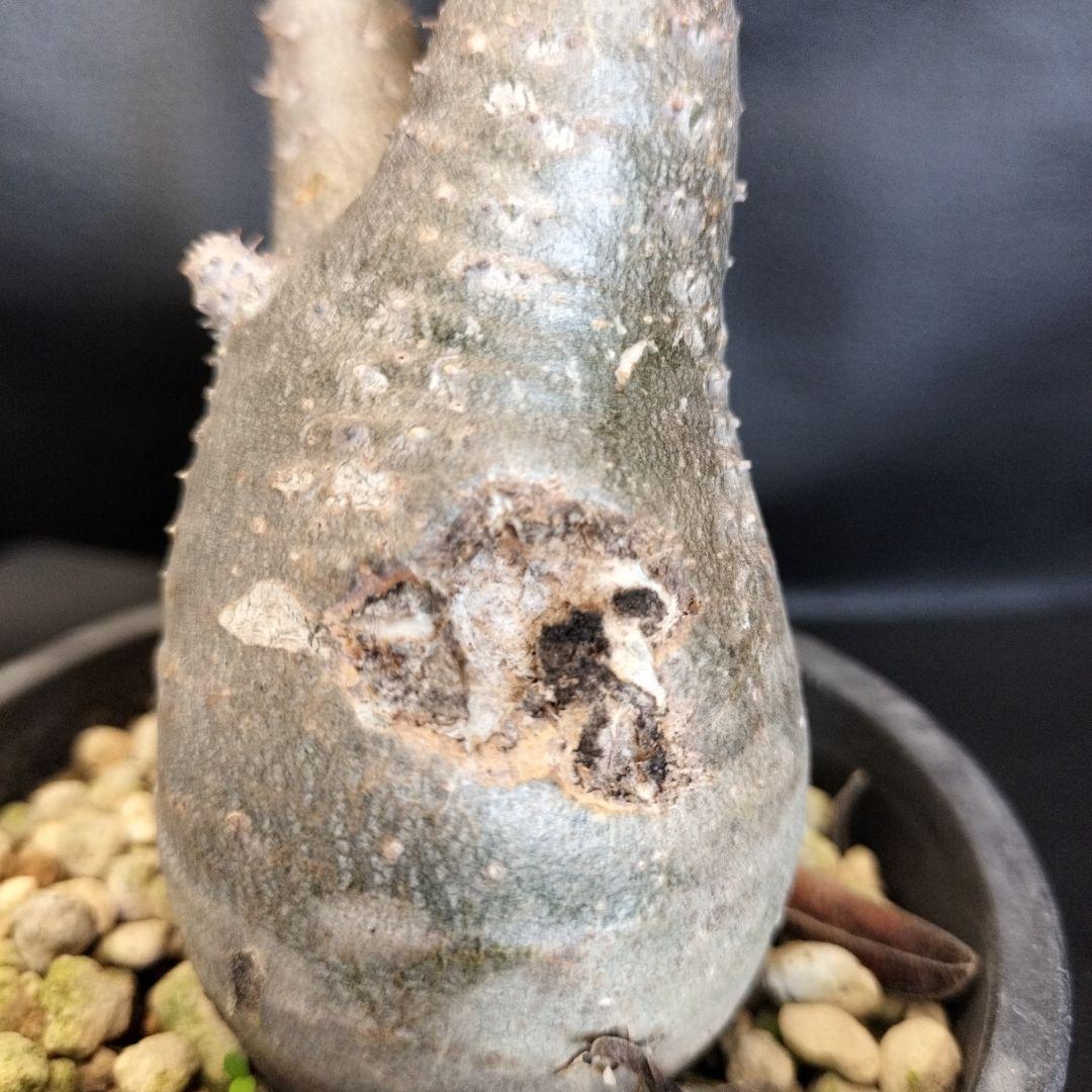 ト*ム様 パキポディウム　グラキリス