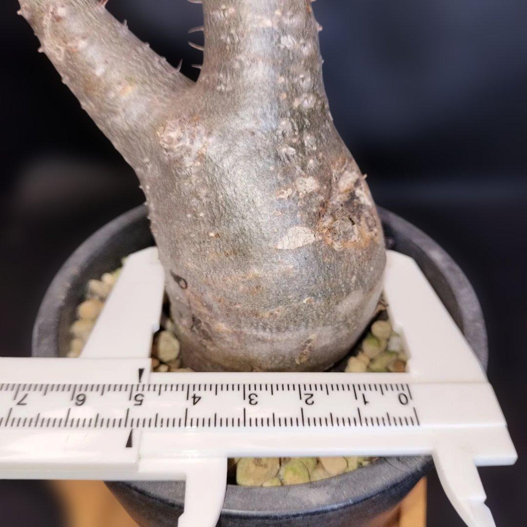 ト*ム様 パキポディウム　グラキリス