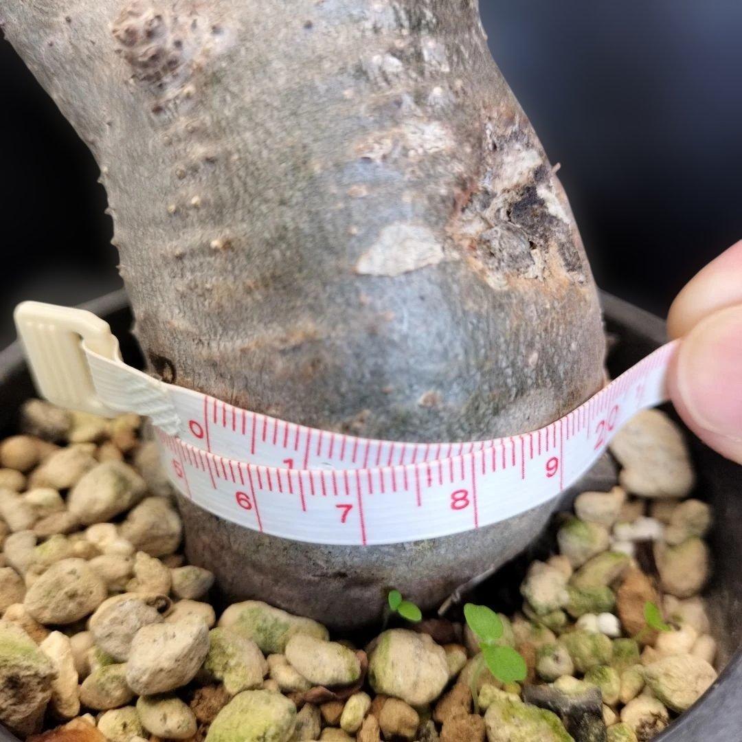 ト*ム様 パキポディウム　グラキリス