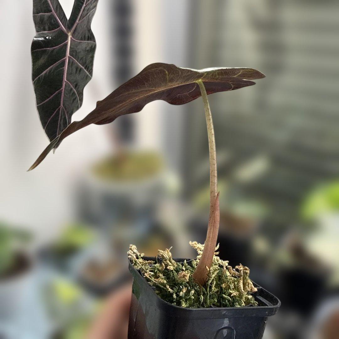 アロカシア ベノム 選抜株a