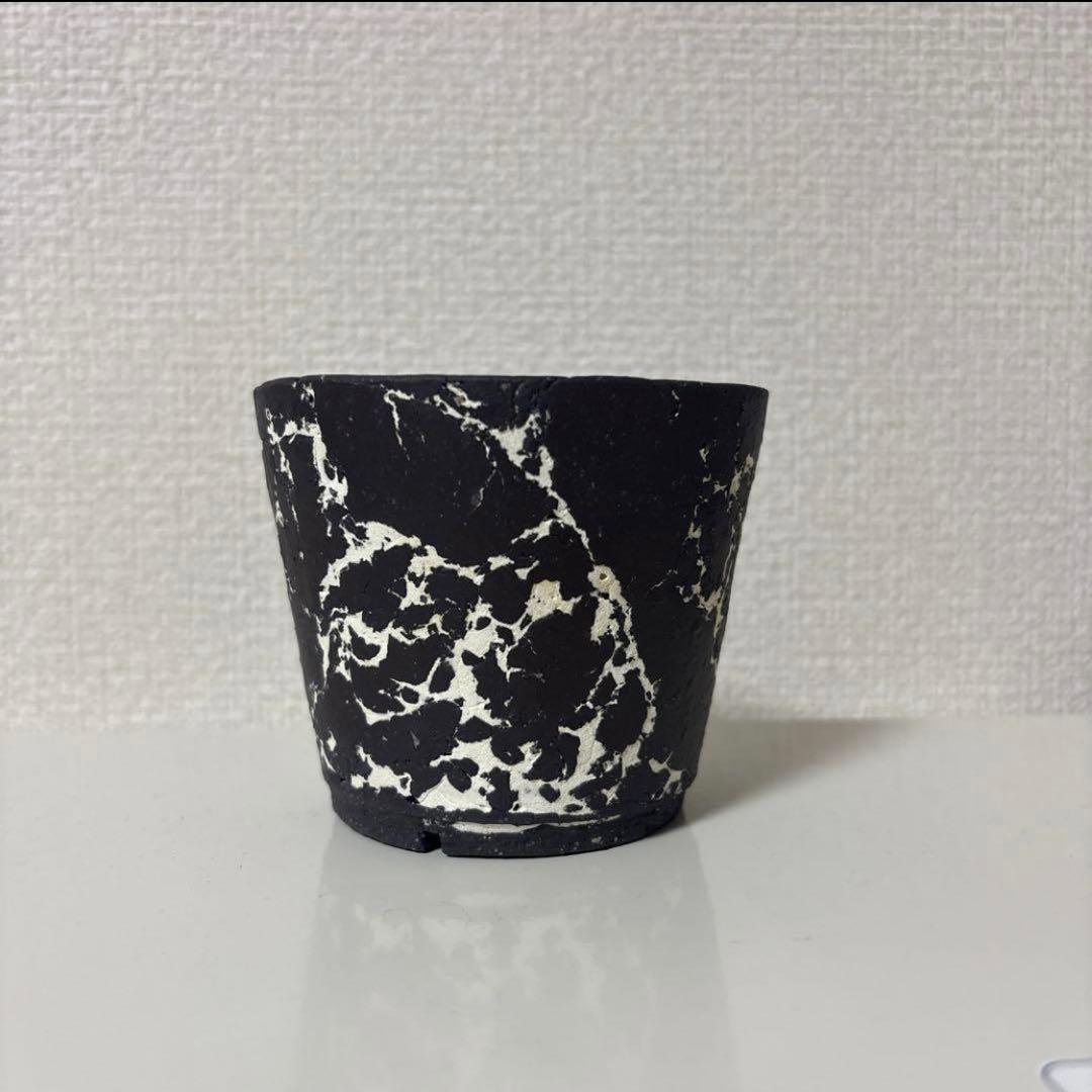 然　ZEN 植物 鉢　検) BOTANIZE レフトボタニカル　グラキ