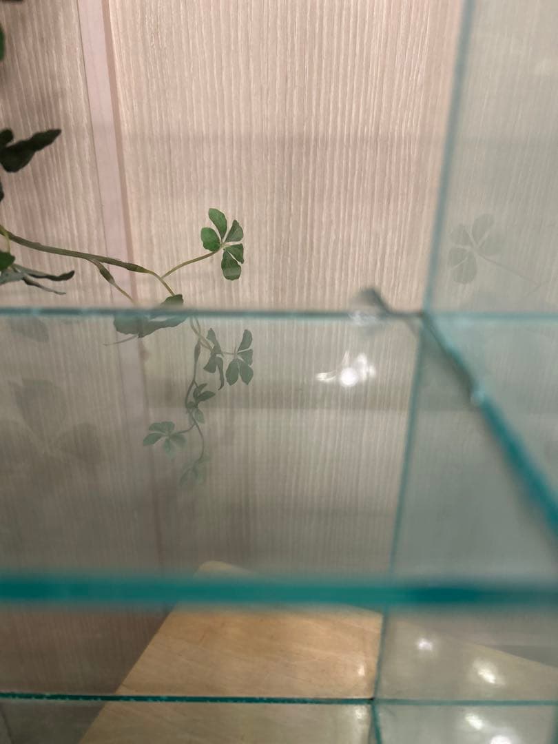 コレクションケース 18マスディスプレイケース