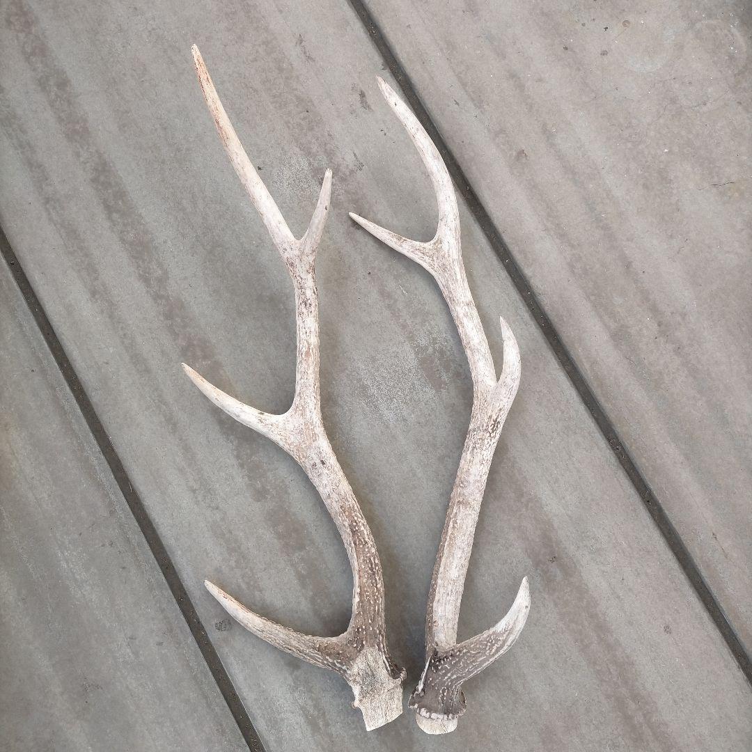 ☆美品　ニホンジカ　ツノ　角　対(ツイ)セット