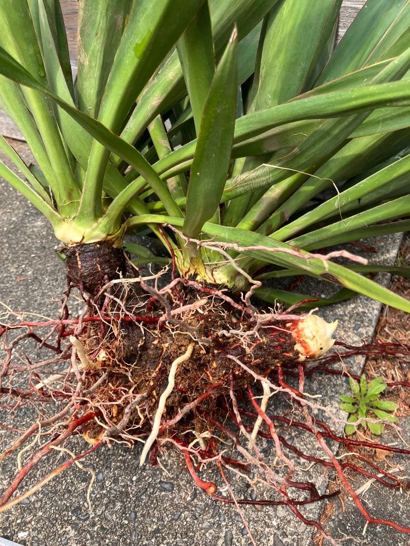 Yucca キミガヨラン 2頭　多頭　分頭　子株群生　ドライガーデン 発根