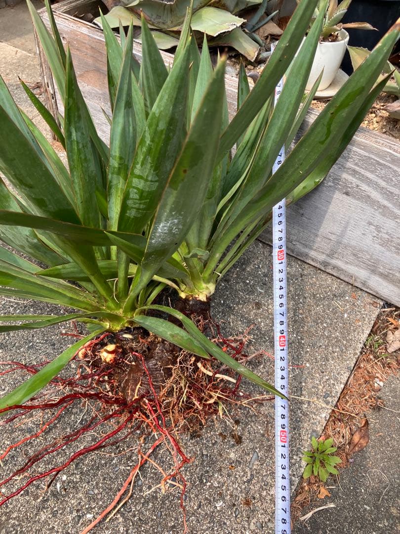 Yucca キミガヨラン 2頭　多頭　分頭　子株群生　ドライガーデン 発根