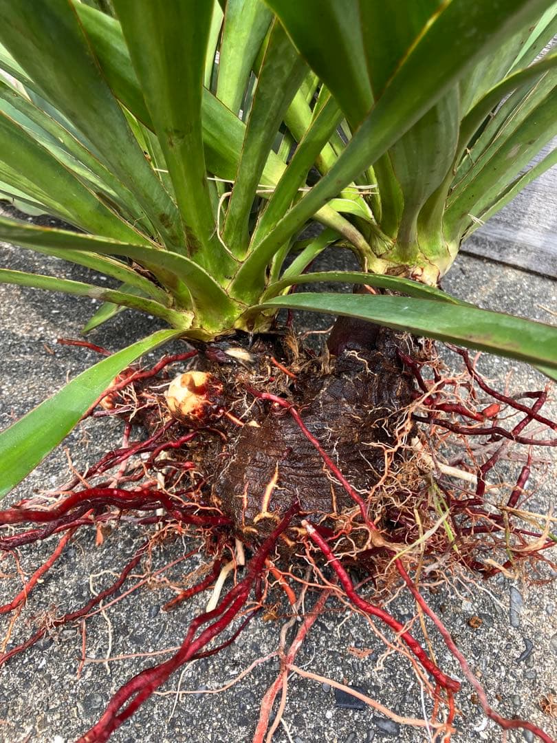 Yucca キミガヨラン 2頭　多頭　分頭　子株群生　ドライガーデン 発根