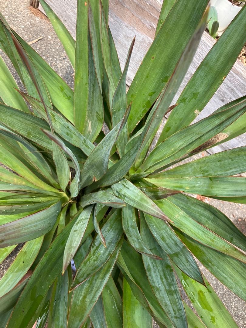 Yucca キミガヨラン 2頭　多頭　分頭　子株群生　ドライガーデン 発根