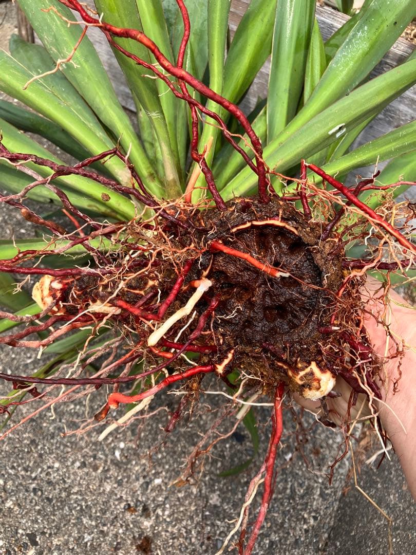 Yucca キミガヨラン 2頭　多頭　分頭　子株群生　ドライガーデン 発根