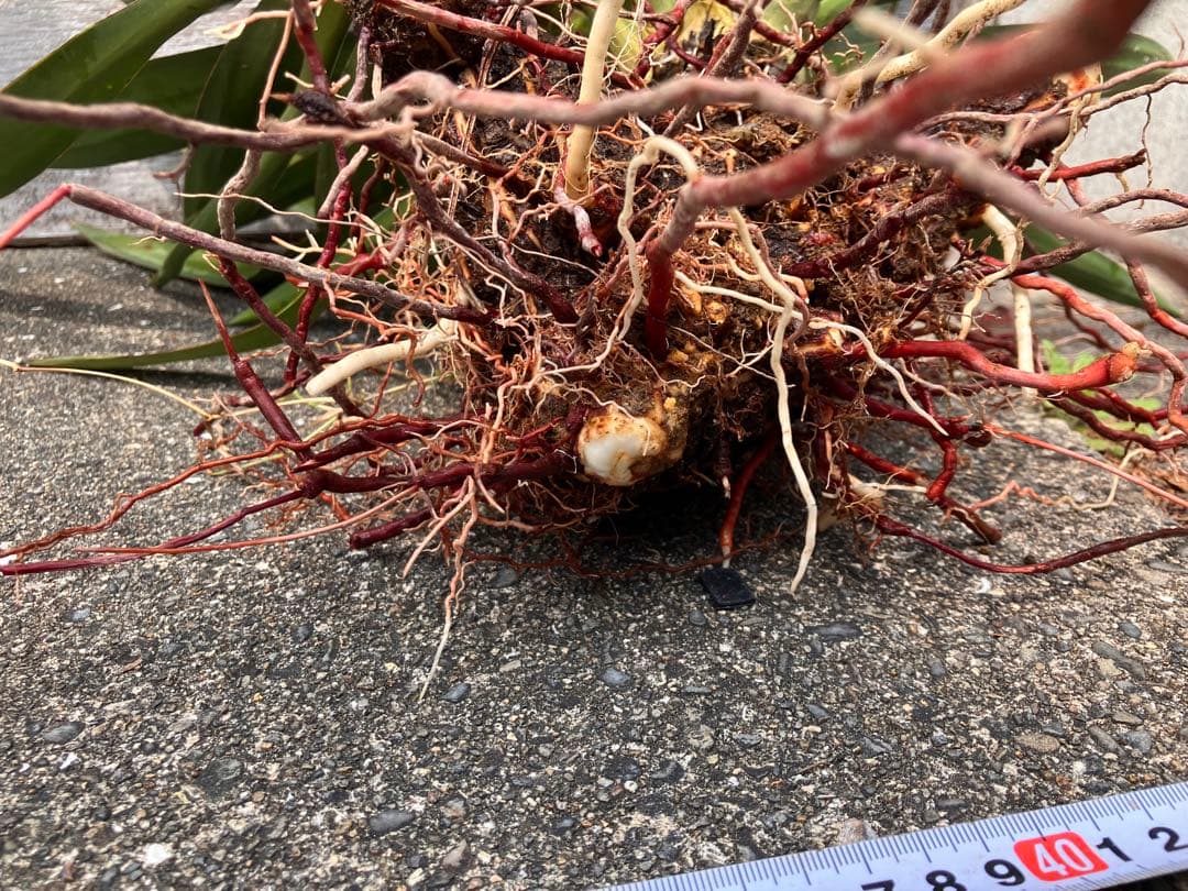 Yucca キミガヨラン 2頭　多頭　分頭　子株群生　ドライガーデン 発根