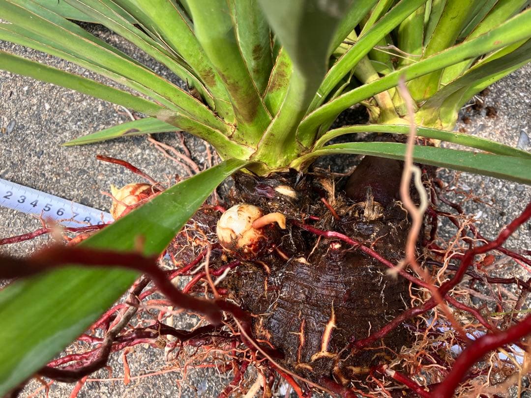 Yucca キミガヨラン 2頭　多頭　分頭　子株群生　ドライガーデン 発根