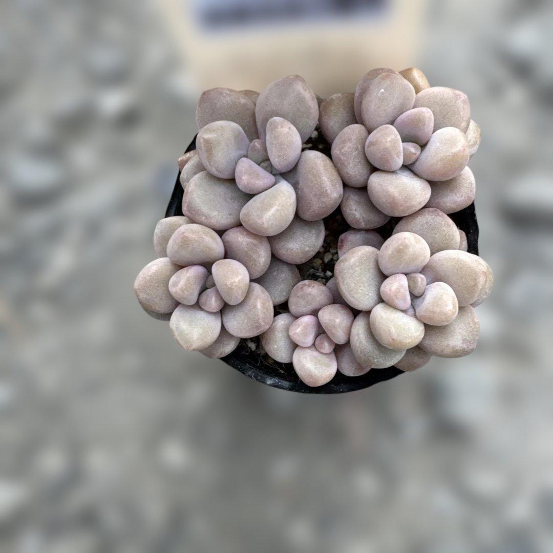 多肉植物 ぶどうのほっぺ