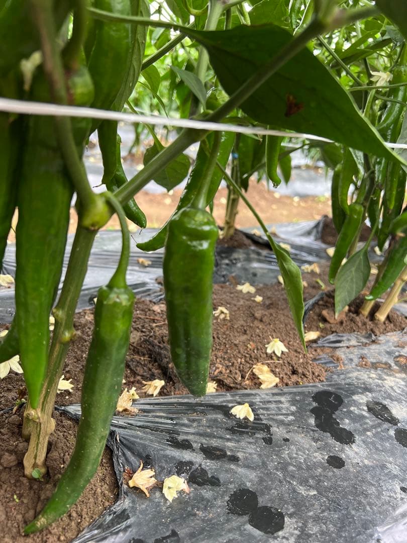 ぴいすけ激辛 中辛 辣妹子 8kg長野県産 【露地栽培】今季も終了間近