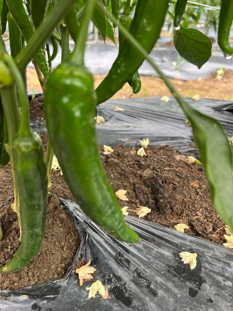 ぴいすけ激辛 中辛 辣妹子 8kg長野県産 【露地栽培】今季も終了間近