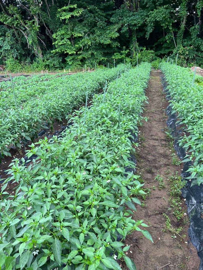 ぴいすけ激辛 中辛 辣妹子 8kg長野県産 【露地栽培】今季も終了間近