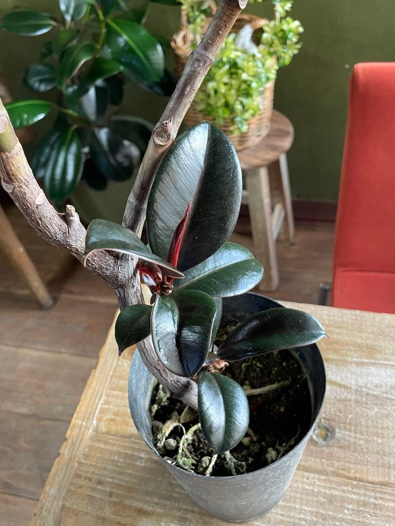 フィカス　バーガンディ　曲　5寸