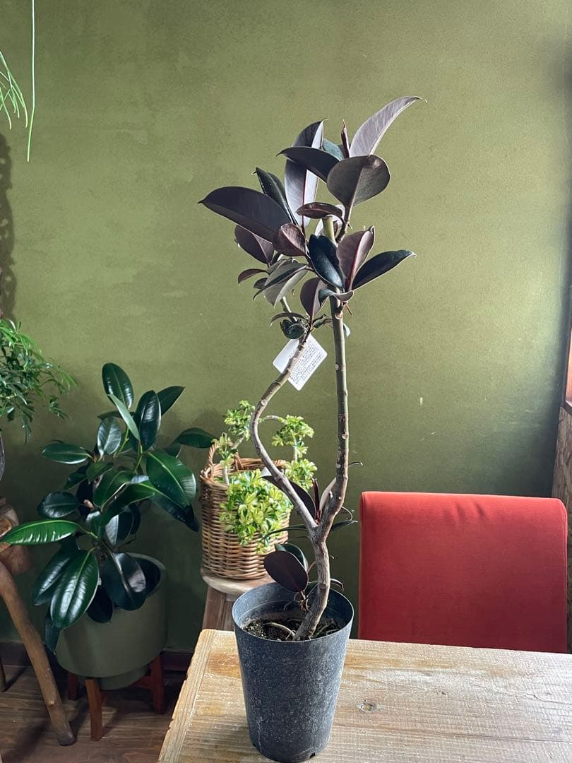 フィカス　バーガンディ　曲　5寸