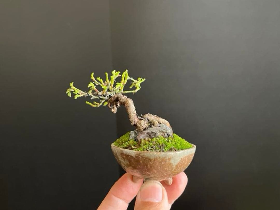 薔薇盆栽　石付き　ミニ薔薇　ミニバラ　古木　ミニ盆栽　樹高6cm 花物　飾り物