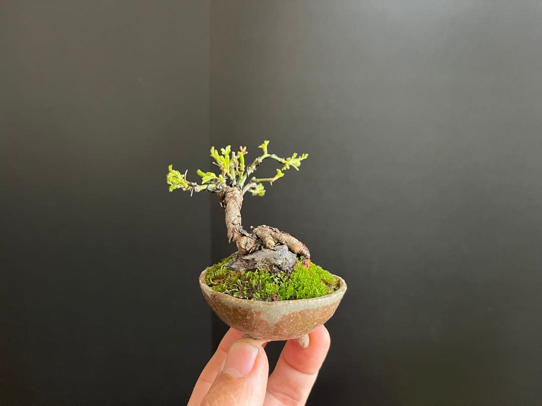 薔薇盆栽　石付き　ミニ薔薇　ミニバラ　古木　ミニ盆栽　樹高6cm 花物　飾り物