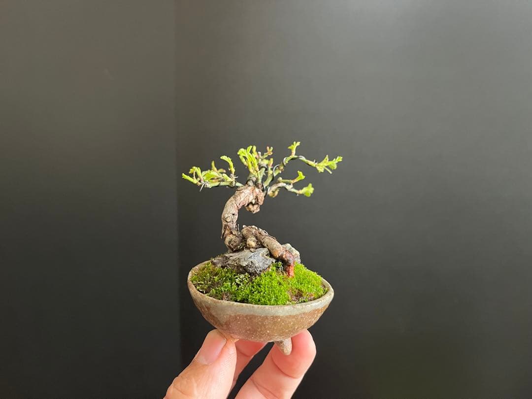 薔薇盆栽　石付き　ミニ薔薇　ミニバラ　古木　ミニ盆栽　樹高6cm 花物　飾り物