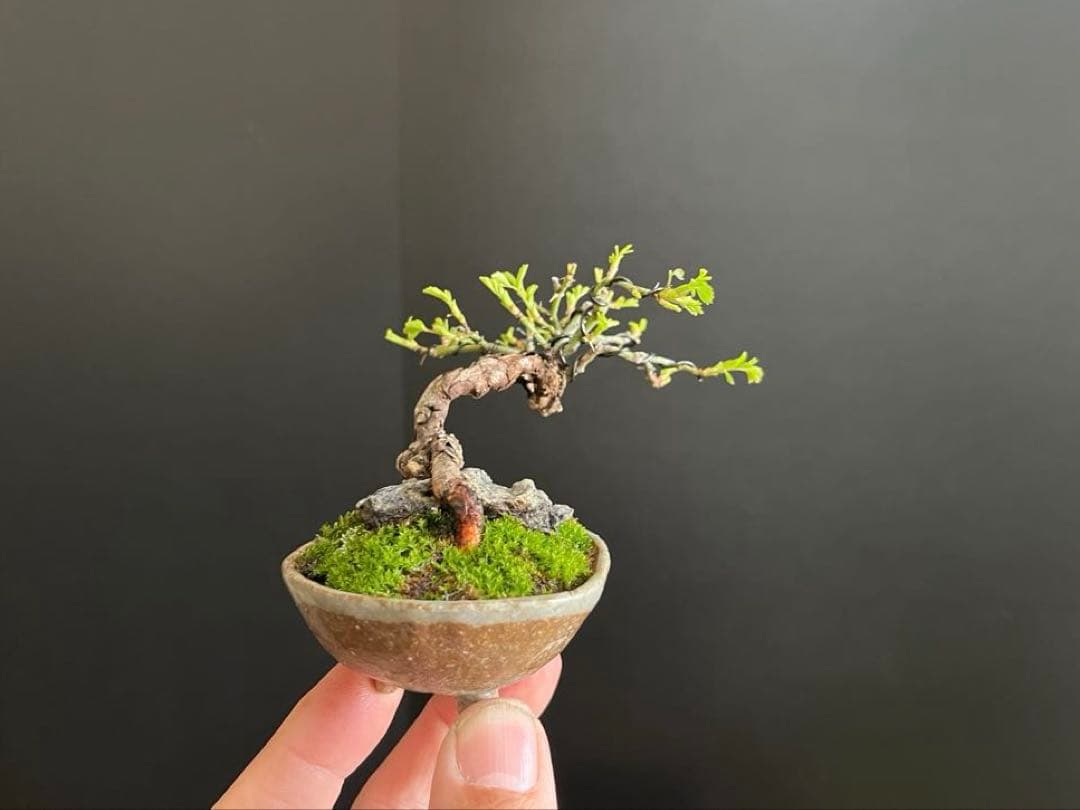 薔薇盆栽　石付き　ミニ薔薇　ミニバラ　古木　ミニ盆栽　樹高6cm 花物　飾り物