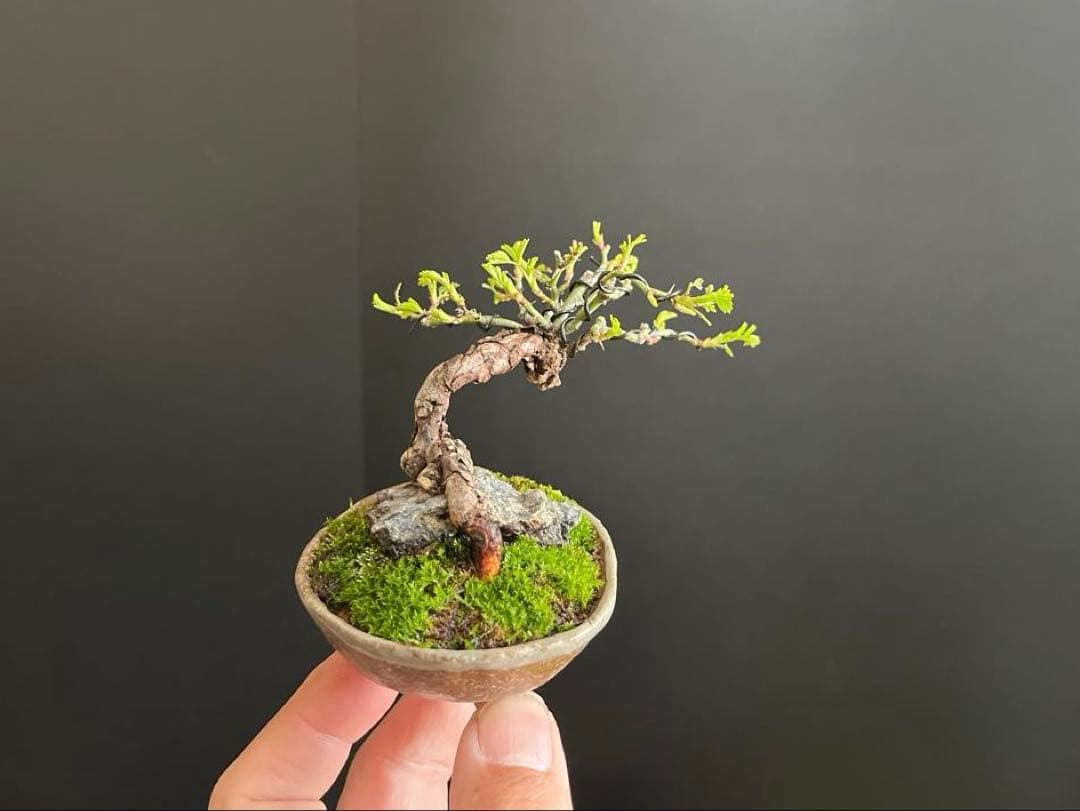 薔薇盆栽　石付き　ミニ薔薇　ミニバラ　古木　ミニ盆栽　樹高6cm 花物　飾り物