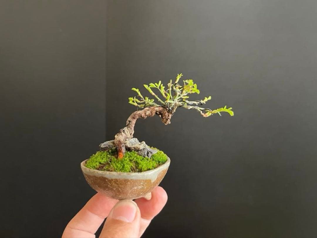 薔薇盆栽　石付き　ミニ薔薇　ミニバラ　古木　ミニ盆栽　樹高6cm 花物　飾り物