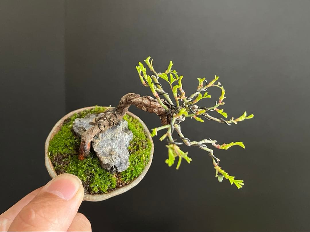 薔薇盆栽　石付き　ミニ薔薇　ミニバラ　古木　ミニ盆栽　樹高6cm 花物　飾り物