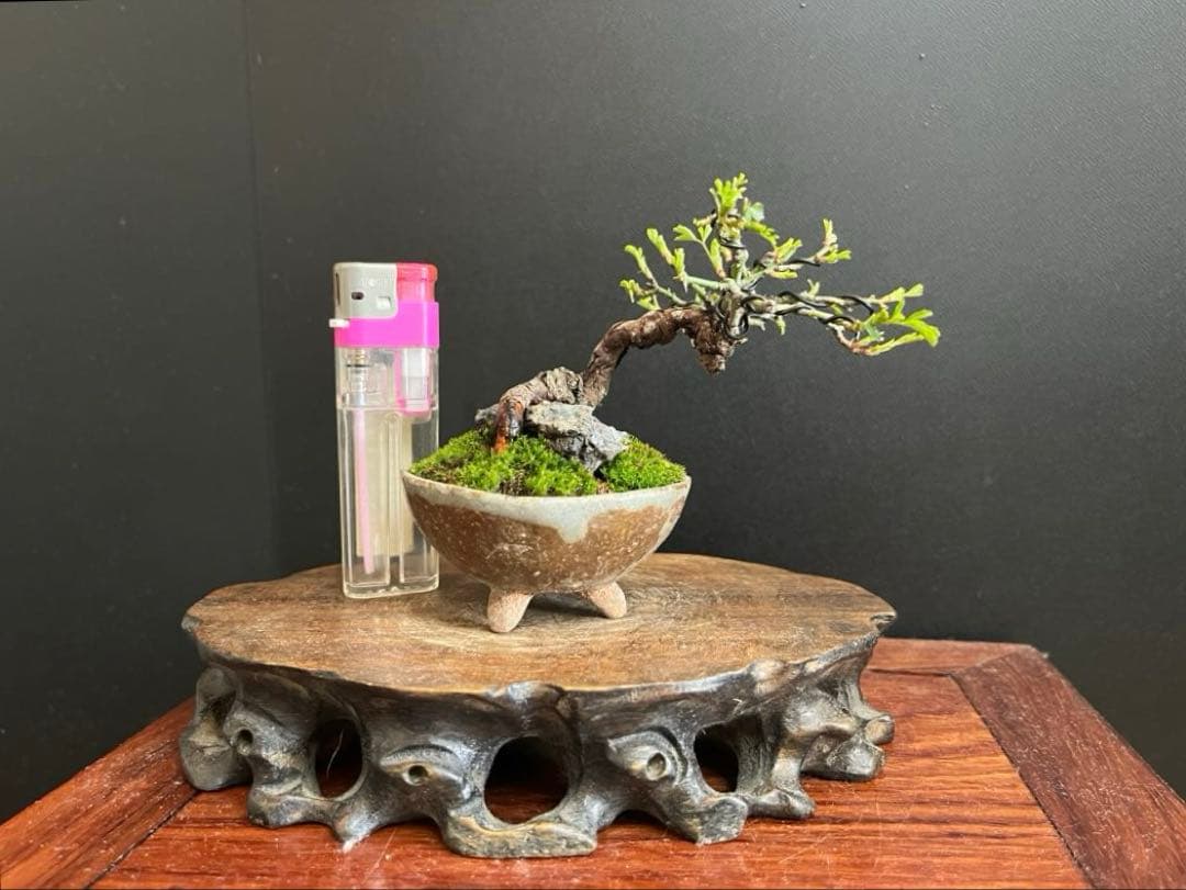 薔薇盆栽　石付き　ミニ薔薇　ミニバラ　古木　ミニ盆栽　樹高6cm 花物　飾り物