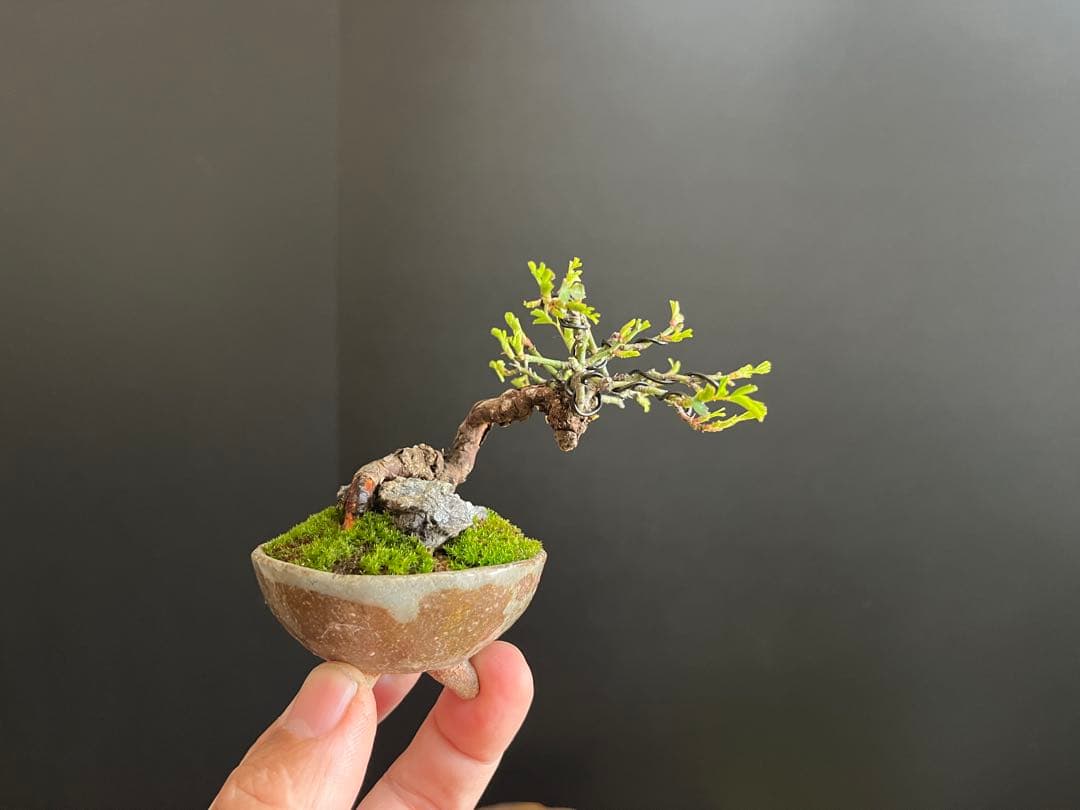 薔薇盆栽　石付き　ミニ薔薇　ミニバラ　古木　ミニ盆栽　樹高6cm 花物　飾り物