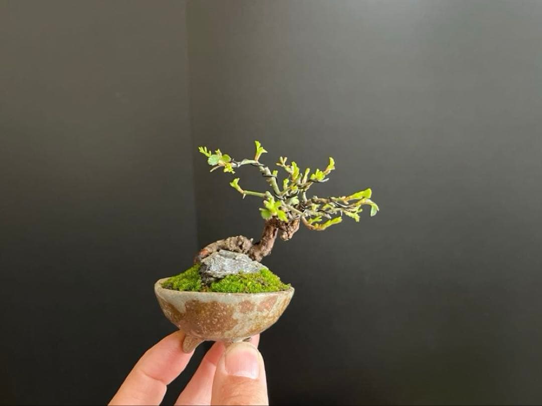 薔薇盆栽　石付き　ミニ薔薇　ミニバラ　古木　ミニ盆栽　樹高6cm 花物　飾り物