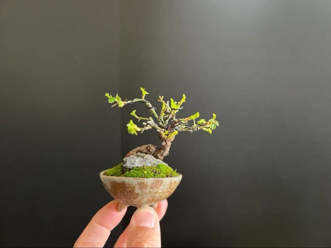 薔薇盆栽　石付き　ミニ薔薇　ミニバラ　古木　ミニ盆栽　樹高6cm 花物　飾り物